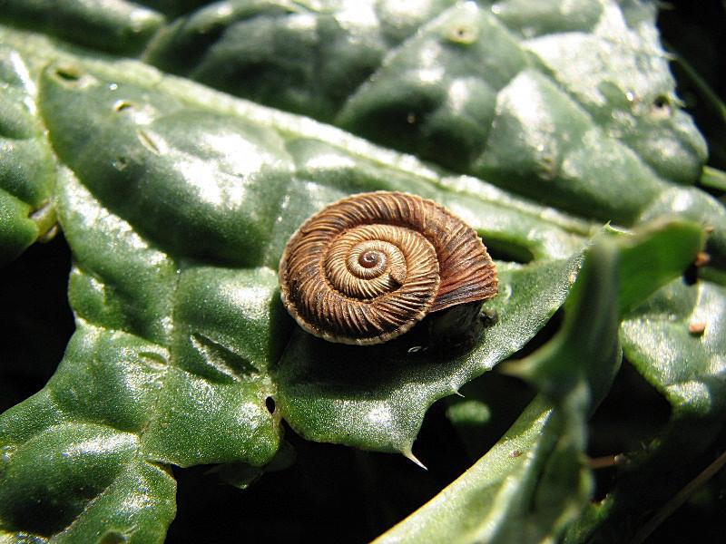 Cernuella (Cernuella) rugosa (Lamarck, 1822)